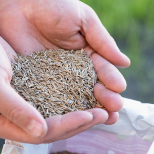 sélection de graines de gazon avant semis