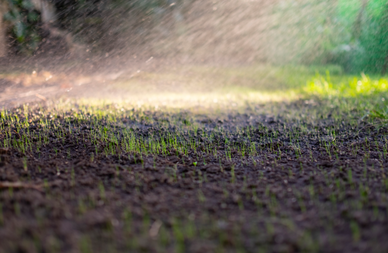 arrosage d'une pelouse en pleine germination après semis traditionnel